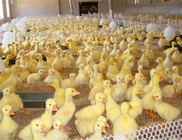 شبكة بلاستيكية مفتوحة 30 مم لاستخدامها في تغذية الدجاج