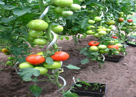 5 مم قطرها سلك زراعة الطماطم 1.6 متر ارتفاع لولبية مجلفنة