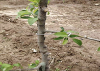 13 سنتيمتر طول المجلفن أسلاك الفولاذ أشجار Furit استخدام فرع شجرة الضغط أداة